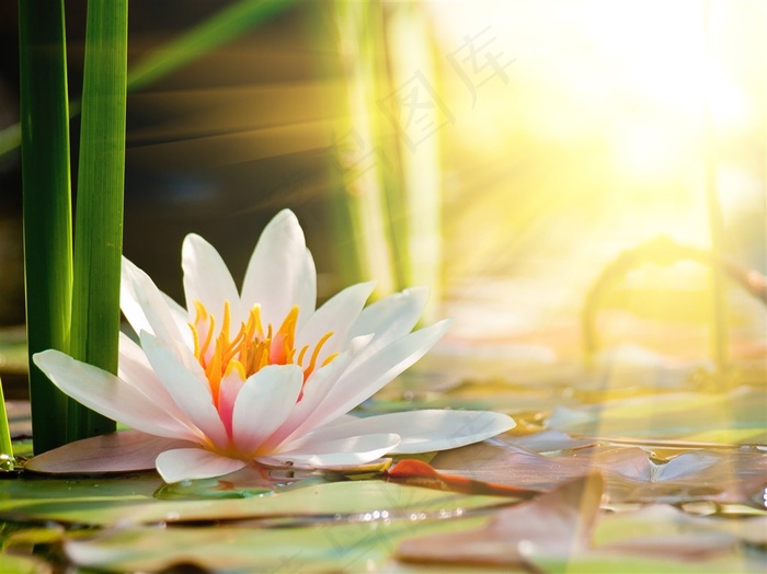唯美白莲花鲜花图片