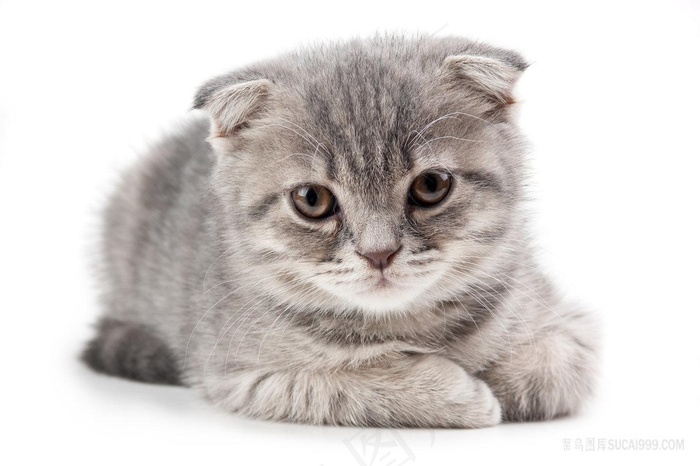 可爱的小猫咪图片
