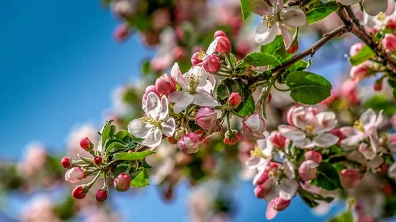 苹果花枝花朵摄影图片 苹果花枝花朵摄影图片