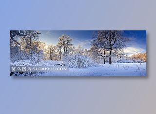 冬天树木雪地风光树林摄影高清图片