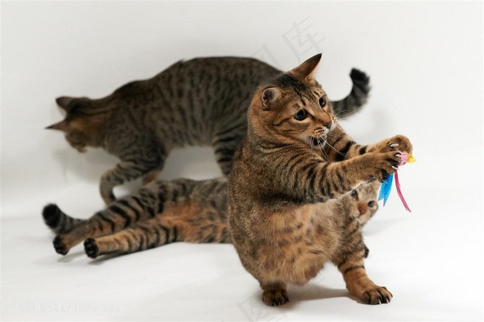玩耍的三只花猫咪图片