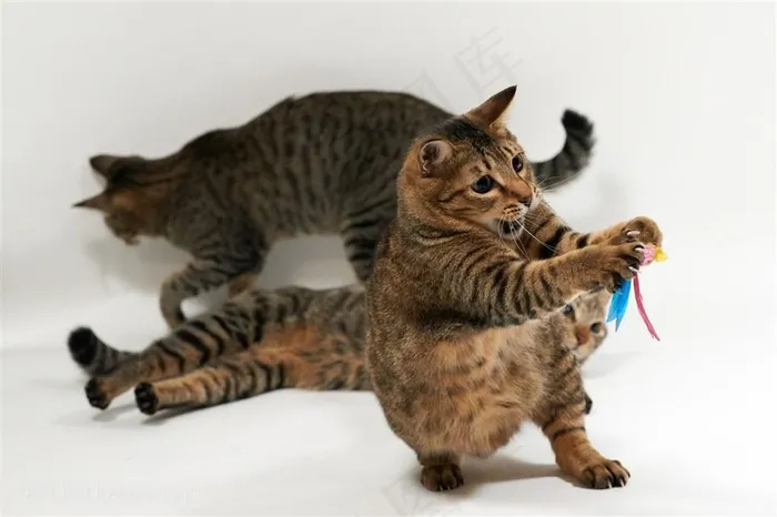 玩耍的三只花猫咪图片