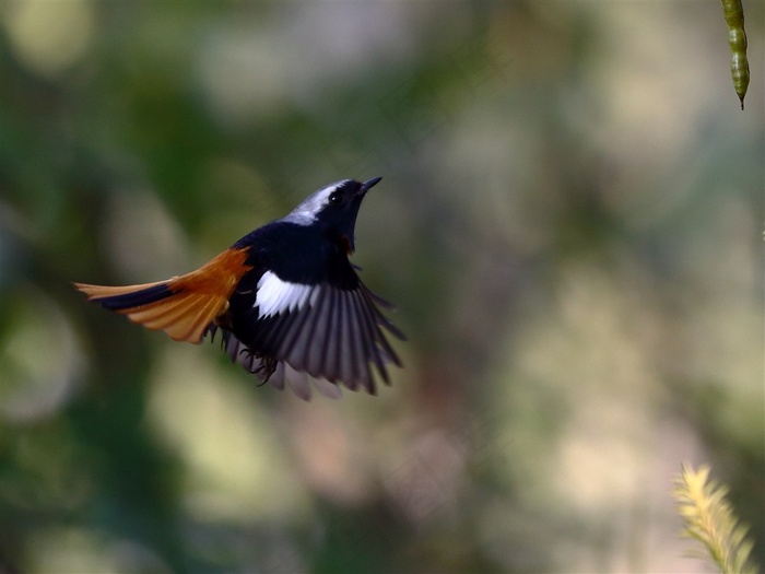 鸟类大全北红尾鸲展翅摄影