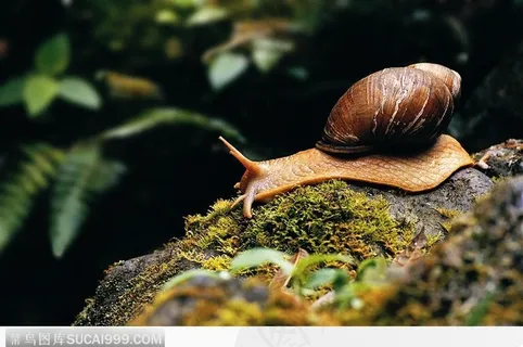 岩石上的一只蜗牛