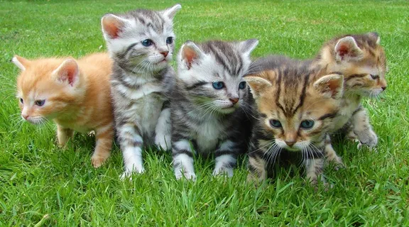 可爱猫咪猫猫摄影素材 可爱猫咪猫猫摄影素材