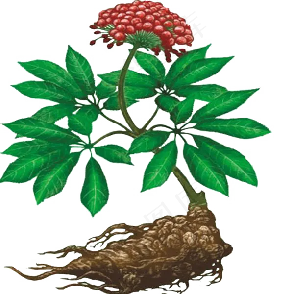 手绘草本中药药材