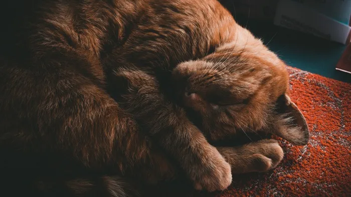 可爱猫咪猫猫摄影素材