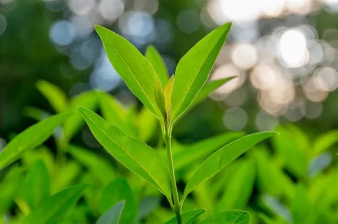 正在生长的茶叶 正在生长的茶叶