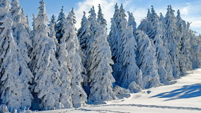 高清树林森林雪景
