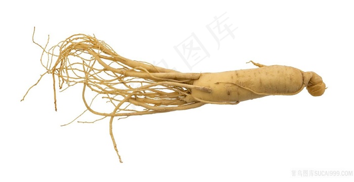 西洋参摄影图片