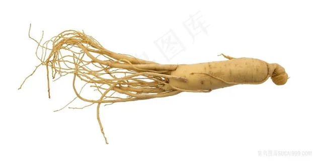 西洋参摄影图片 西洋参摄影图片