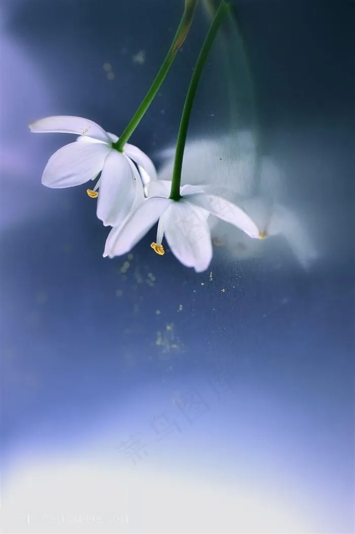 高清唯美白色小花鲜花图片