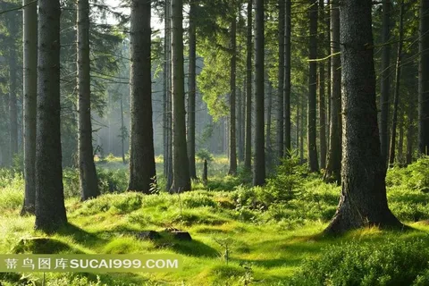 原野森林自然风景 原野森林自然风景