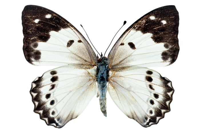 蝴蝶 彩蝶 花蝴蝶 动物 昆虫 免抠 (41)