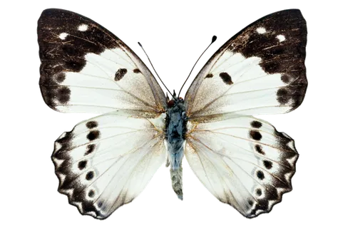 蝴蝶 彩蝶 花蝴蝶 动物 昆虫 免抠 (41)