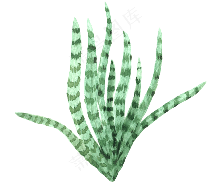 水彩插画-植物17