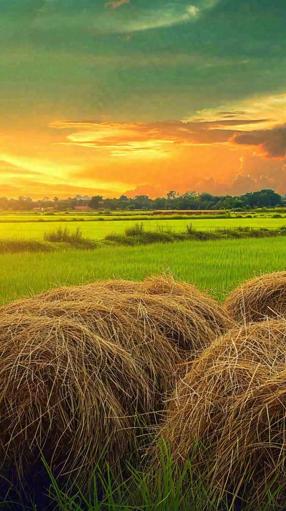春天落日温馨稻草水稻农田种植，小满芒种摄影图(816x1456)