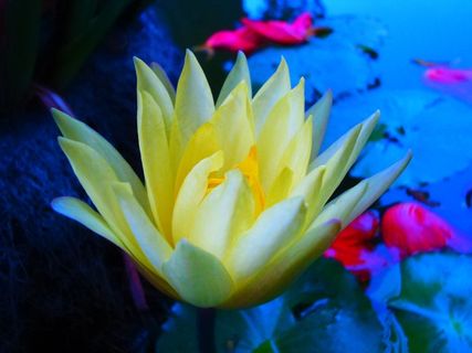 莲花唯美图片素材