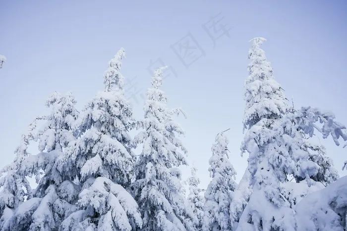雪树图片
