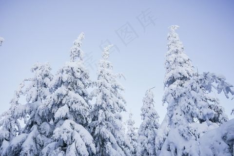 雪树图片 雪树图片