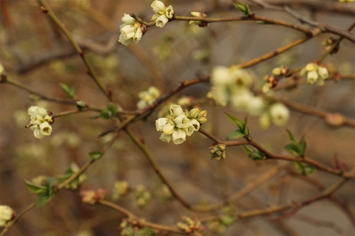 山东日照蓝莓湾蓝莓花