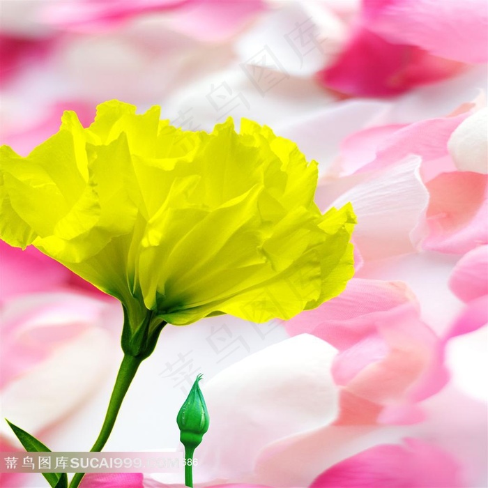 高清花朵花瓣无框画素材