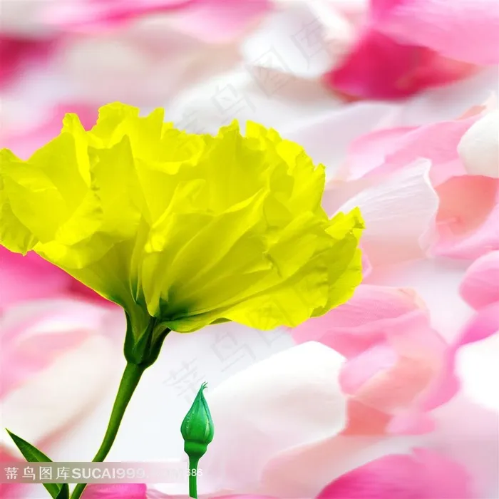 高清花朵花瓣无框画素材