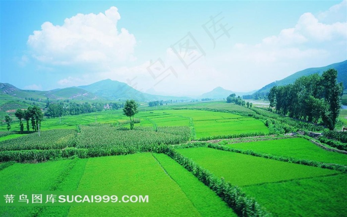 蓝天白云下的美丽草原高清图片