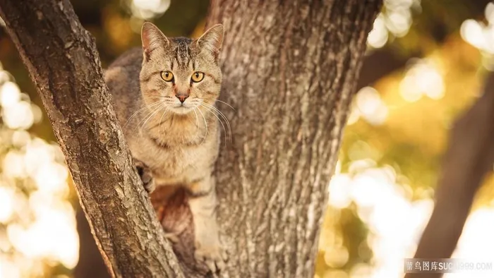 站在书上的猫咪图片