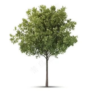 大树树木种类设计图片