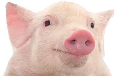 猪 PNG免抠