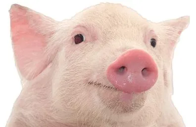 猪 PNG免抠(396x256)