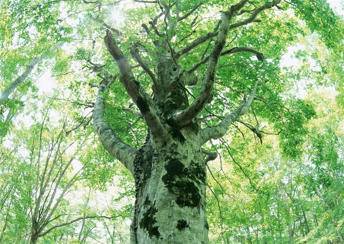 森林的树缝穿过的光风景摄影