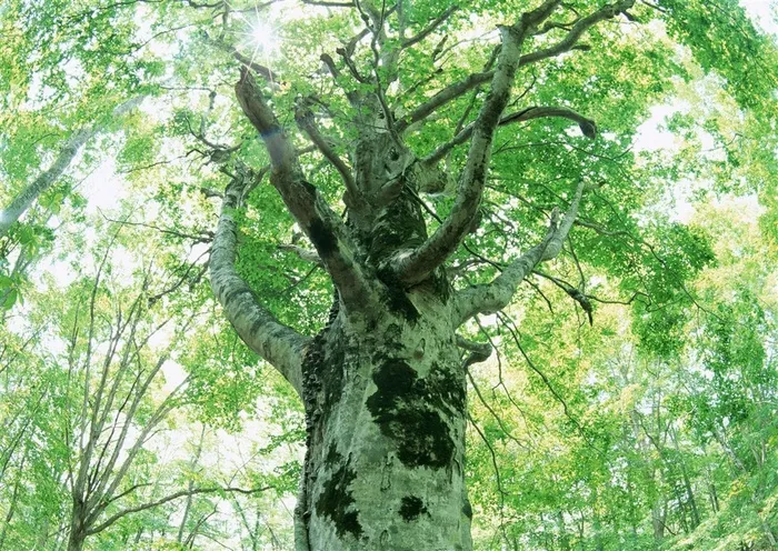 森林的树缝穿过的光风景摄影