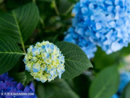 唯美俯拍绣球花鲜花图片