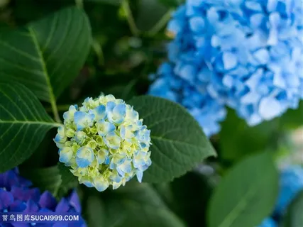 唯美俯拍绣球花鲜花图片