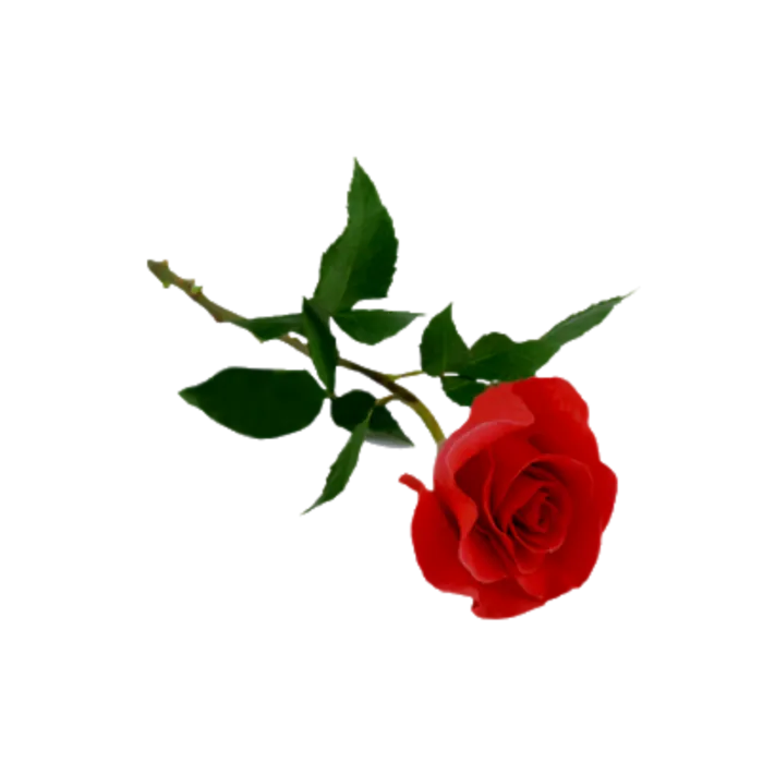 鲜花玫瑰免扣素材