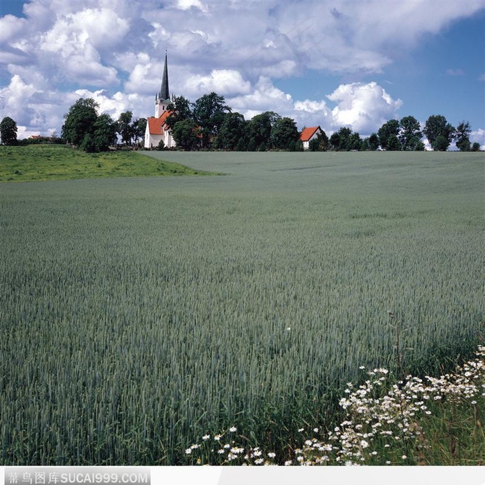 即将成熟的麦子
