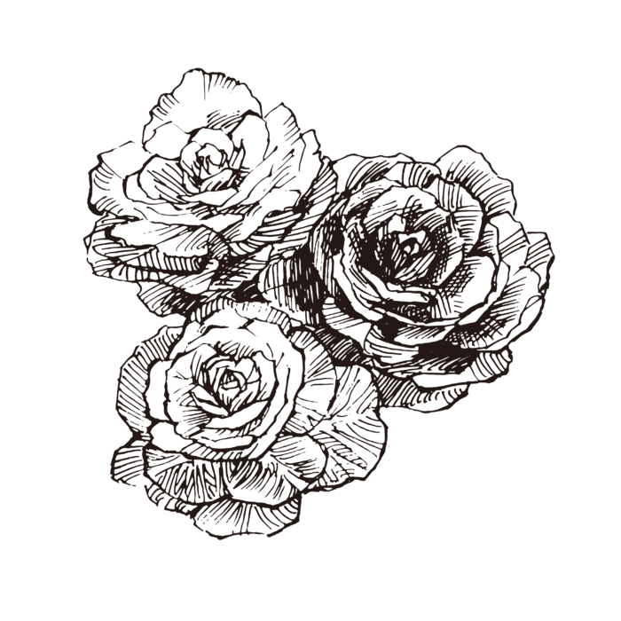 线条草本花卉手绘植物-甘蓝