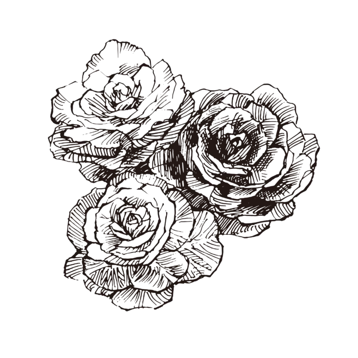 线条草本花卉手绘植物-甘蓝