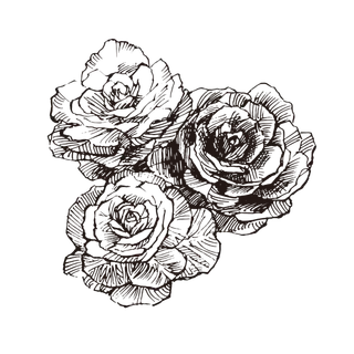 线条草本花卉手绘植物-甘蓝