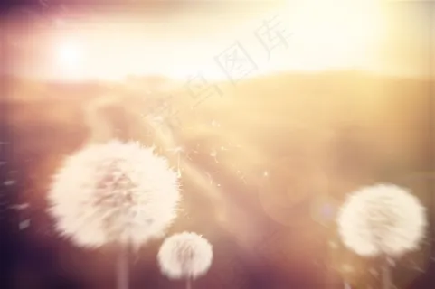 飞舞的蒲公英唯美高清素材图片 飞舞的蒲公英唯美高清素材图片