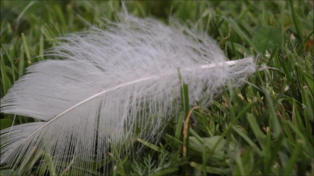 春天, 鸟羽毛, 简单, 白色的, 通风的, 起毛, 蓬松的