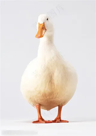 家禽家畜-可爱的鸭子正面