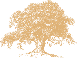 树木大树卡通简笔