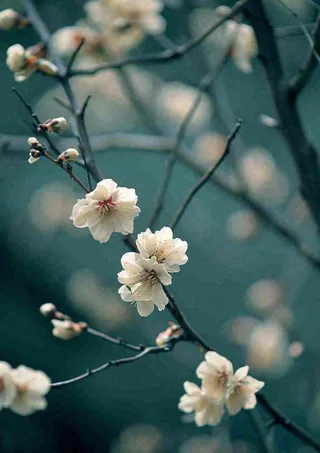 冬天浪漫白色花朵枝叶，冬季植物大雪小雪冬至新春摄影图