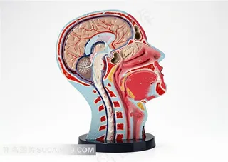 大脑器官解剖图高清素材
