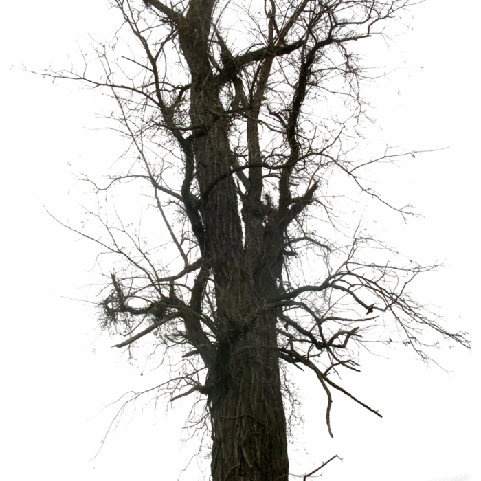 枯树免扣素材装饰