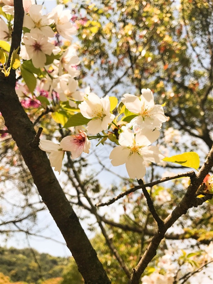 樱花图片素材