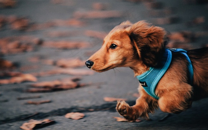 可爱的腊肠犬狗狗美图
